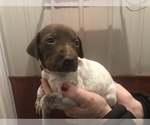Small Photo #1 German Shorthaired Pointer Puppy For Sale in PERRY, KS, USA