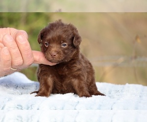 Poodle (Toy)-YorkiePoo Mix Puppy for sale in DYERSBURG, TN, USA