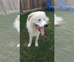 Small #59 Chow Chow-Great Pyrenees Mix