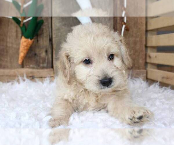 Medium Photo #4 Goldendoodle (Miniature) Puppy For Sale in MERRITT ISLAND, FL, USA