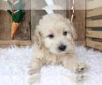 Small Photo #4 Goldendoodle (Miniature) Puppy For Sale in MERRITT ISLAND, FL, USA