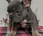 Small Photo #37 French Bulldog Puppy For Sale in GOSHEN, IN, USA