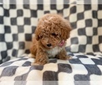 Small Photo #7 Bichpoo Puppy For Sale in LAKELAND, FL, USA