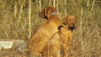 Small Photo #1 Rhodesian Ridgeback Puppy For Sale in DOVER, AR, USA