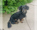 Small #1 Dachshund
