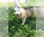 Small Photo #7 Wolf Hybrid Puppy For Sale in BYBEE, TN, USA