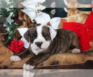 Olde English Bulldogge Puppy for sale in SHILOH, OH, USA