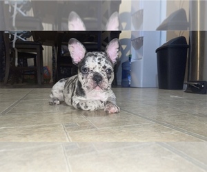 French Bulldog Puppy for sale in MCHENRY, IL, USA