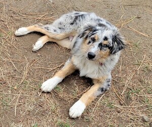 Australian Shepherd Puppy for sale in MONTANA CITY, MT, USA