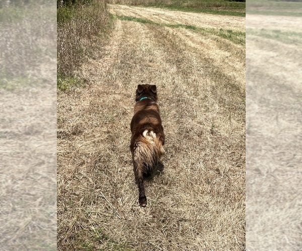 Medium Photo #5 Australian Shepherd Puppy For Sale in BELMONT, VT, USA