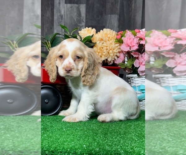 Medium Photo #2 Cocker Spaniel Puppy For Sale in CANOGA, NY, USA