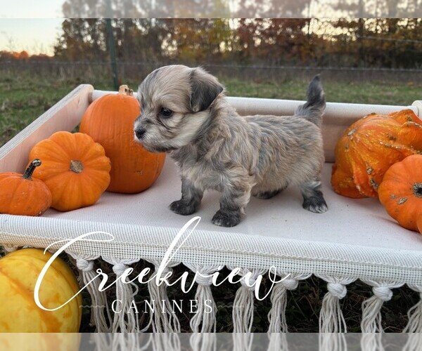 Medium Photo #6 Havanese Puppy For Sale in NIANGUA, MO, USA