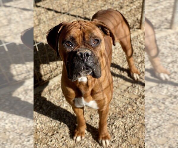 Medium Photo #1 Boxer Puppy For Sale in Austin, TX, USA