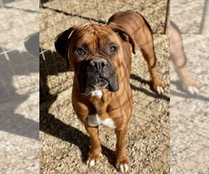 Boxer Dogs for adoption in Austin, TX, USA