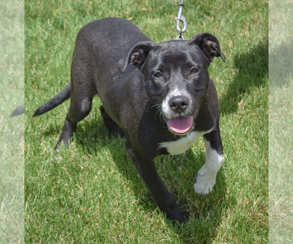 Medium Photo #7 American Staffordshire Terrier-Labrador Retriever Mix Puppy For Sale in Huntley, IL, USA