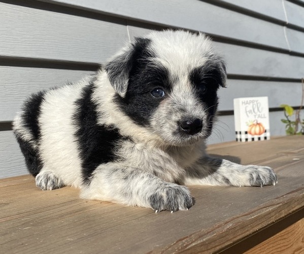 Medium Photo #30 Australian Cattle Dog Puppy For Sale in SMITHS CREEK, MI, USA