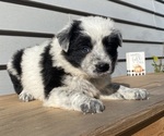 Mickey - Female Australian Cattle Dog Puppy for Sale - Photo #30