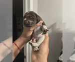 Small Photo #2 German Shorthaired Pointer Puppy For Sale in HENDERSON, NV, USA