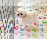 Small #7 Maltipoo (Toy)