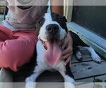 Small #10 Mutt