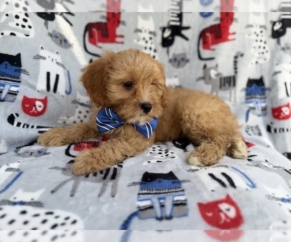 Medium Photo #7 Cavapoo (Miniature) Puppy For Sale in LAKELAND, FL, USA