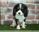 Small #16 Cavalier King Charles Spaniel
