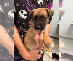 Mutt Dogs for adoption in Holly Springs, NC, USA