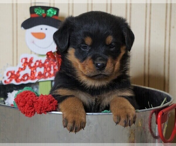 Medium Photo #1 Rottweiler Puppy For Sale in FREDERICKSBG, OH, USA