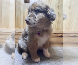Australian Shepherd Puppy for sale in FREMONT, MI, USA