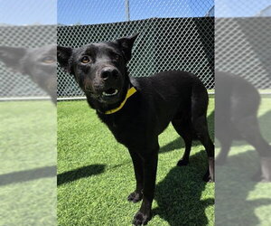 CHARLIE #28 - Male Rottweiler-Unknown Mix Dog for Adoption - Photo #3