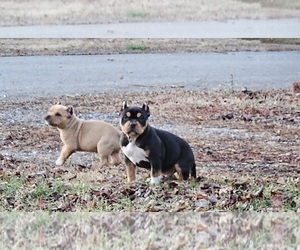 American Bully Puppy for sale in ATHENS, TN, USA