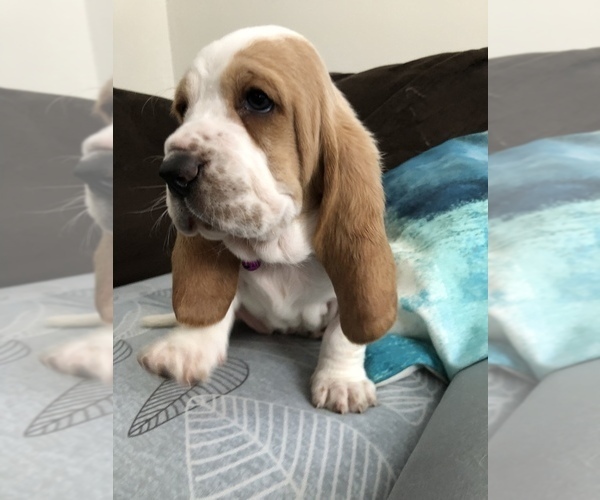 Medium Photo #5 Basset Hound Puppy For Sale in SAGINAW, MI, USA