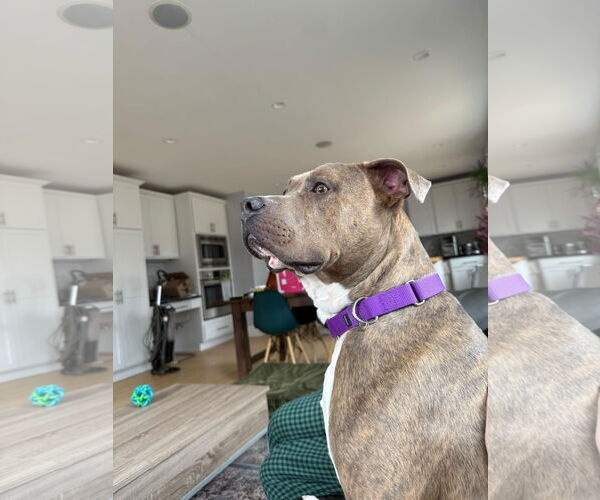 Medium Photo #15 Bullypit Puppy For Sale in Princeton, MN, USA