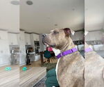 Small #14 Bullypit