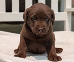 Small #3 Labrador Retriever