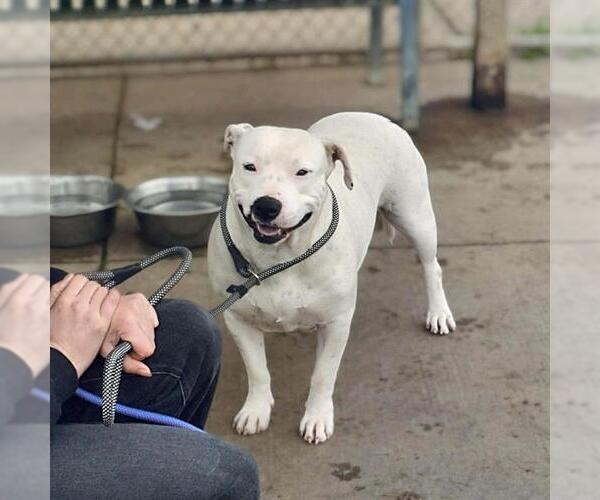 Medium Photo #1 Mutt Puppy For Sale in Modesto, CA, USA