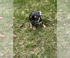 Medium French Bulldog
