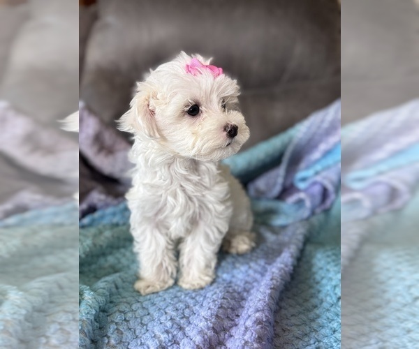Medium Photo #3 Maltese Puppy For Sale in SEAGROVE, NC, USA