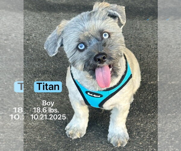 Medium Photo #1 Shih Tzu-Siberian Husky Mix Puppy For Sale in West Hollywood, CA, USA