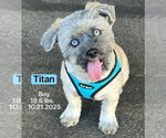 Small Shih Tzu-Siberian Husky Mix