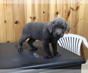 Labrador Retriever Puppy for sale in FREDERICKSBURG, OH, USA