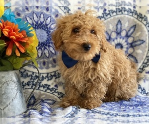 Poodle (Toy) Puppy for sale in LANCASTER, PA, USA