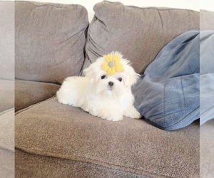 Maltese Puppy for sale in EASTVALE, CA, USA