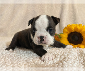 Boston Terrier Puppy for sale in TRUSSVILLE, AL, USA