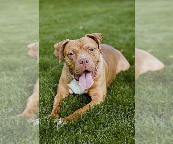 Medium Photo #2 American Pit Bull Terrier-Labrador Retriever Mix Puppy For Sale in Princeton, MN, USA