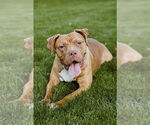 Small #1 American Pit Bull Terrier-Labrador Retriever Mix