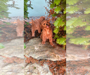 Cavapoo Puppy for sale in GARDNER, KS, USA