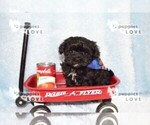 Small Photo #15 Maltipoo Puppy For Sale in SANGER, TX, USA
