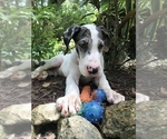 Small Photo #4 Great Dane Puppy For Sale in OCALA, FL, USA