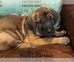 Puppy Black Collar  M Cane Corso